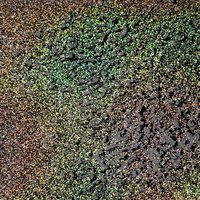 WOW Embossing Powder Set: Found in Nature