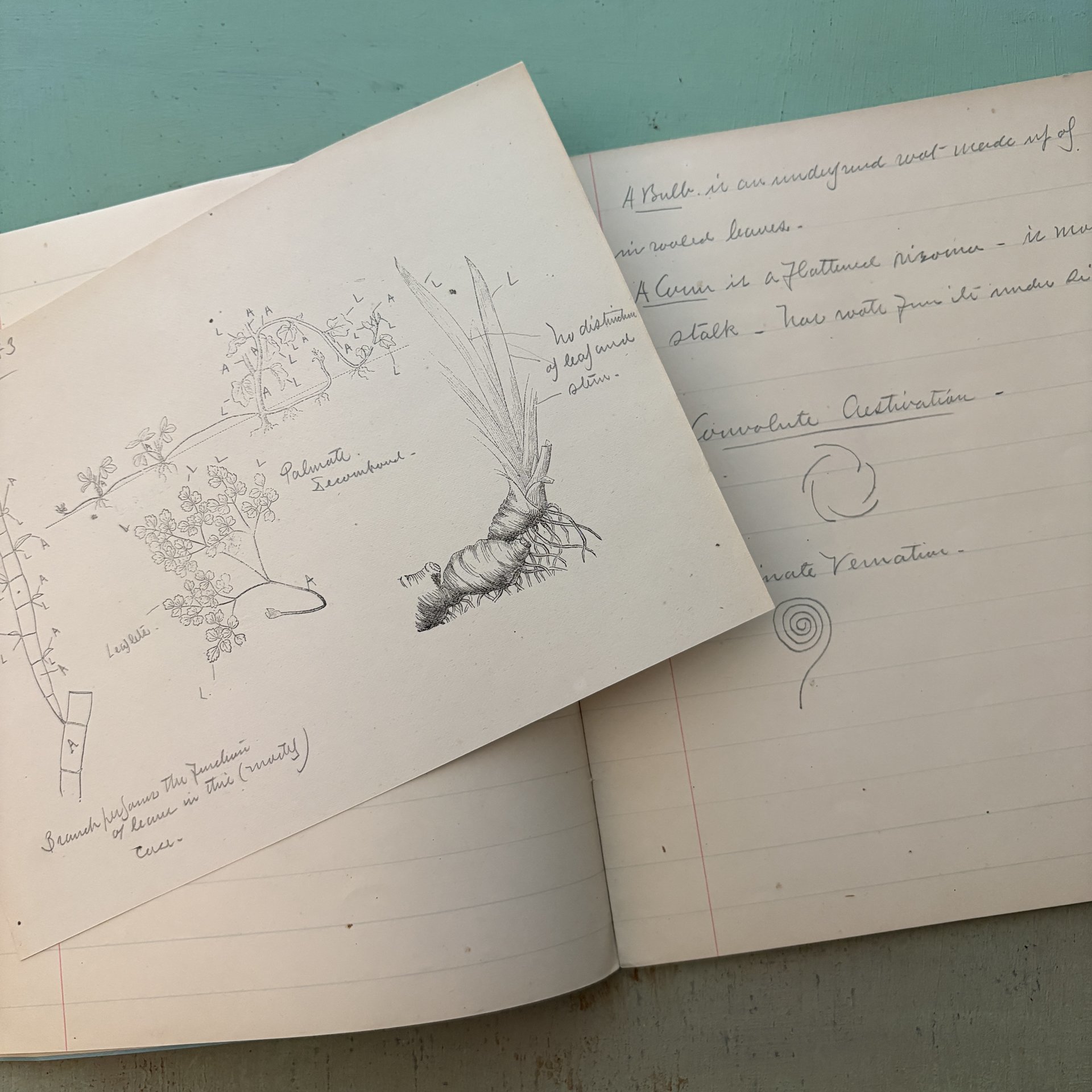 SOLD: 1880-1883 Harvard Blue Book: N.H. II #3